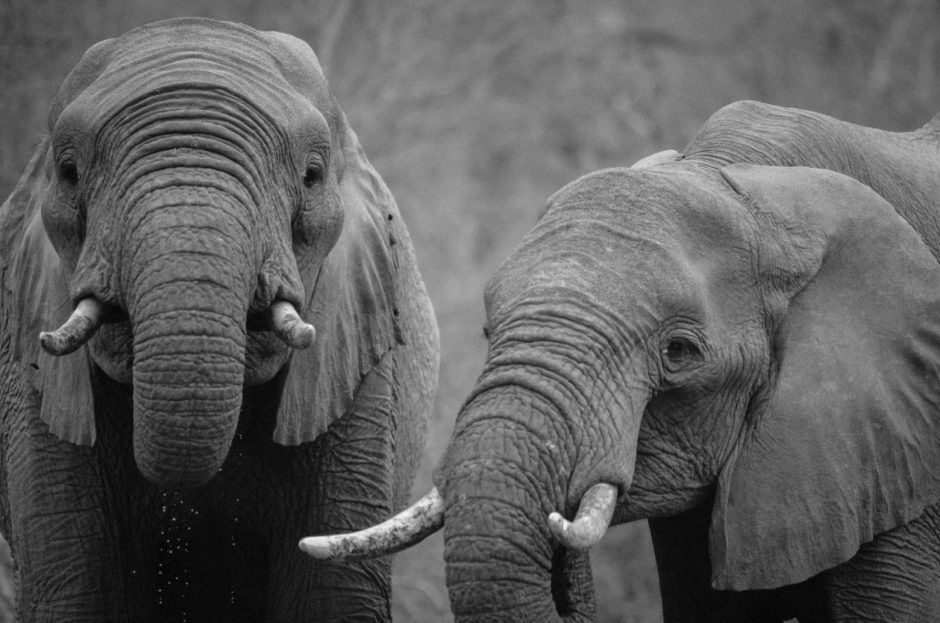 Wild Elephants